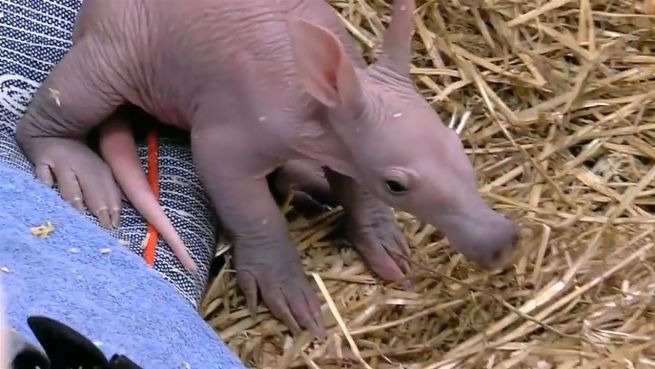 go to Tierische Tollpatsche: Erdferkel-Baby wird überwacht