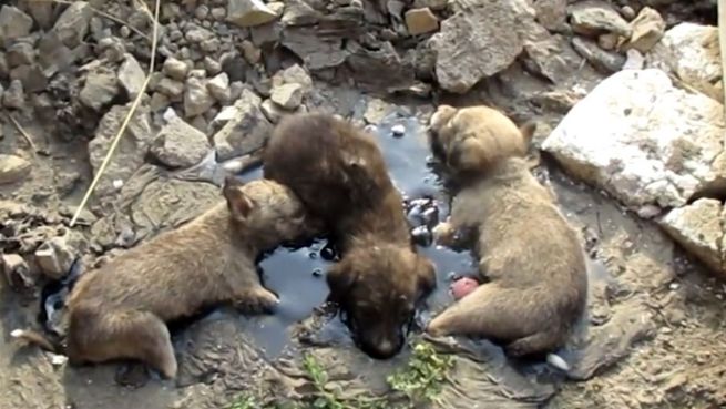 go to Herzzerreißend: Welpenrettung in letzter Sekunde