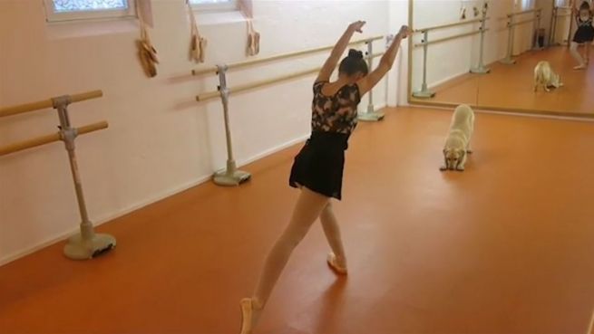 go to Krasser Dance-Battle: Baletttänzerin vs. Labrador