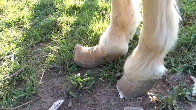 go to Hufrehe: Dieses Pony wird im letzten Moment gerettet