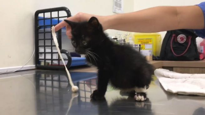 go to Hinkender Kater: Akupunktur für Ariel