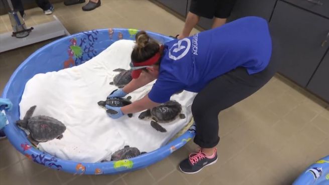 go to Zurück in die Freiheit: Neue Heimat für Schildkröten