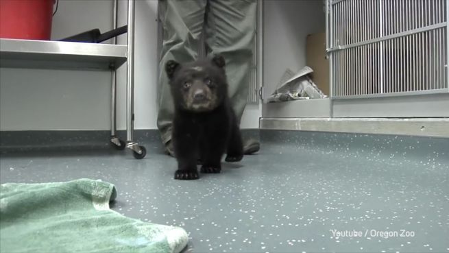 go to Waisen-Bär wird Internet-Hit: Takodas originelles Leben