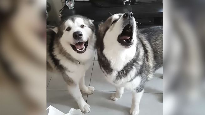 go to Gejaule im Doppelpack: Hundegesang bei Instagram
